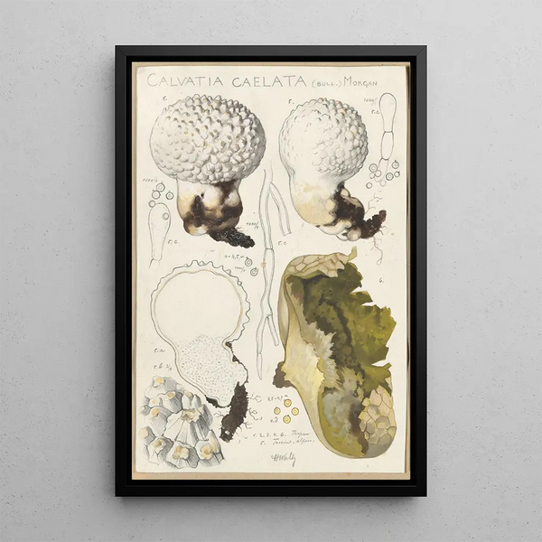 Calvatia caelata - Hans Baldung — oprawiony obraz na ścianie