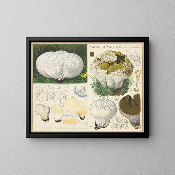 Calvatia caelata - Hans Baldung — oprawiony obraz na ścianie