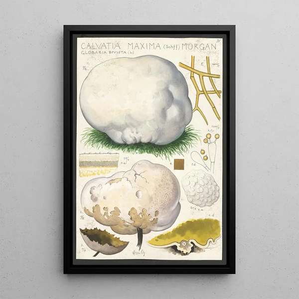 Calvatia maxima Schff Morgan Globaria bovista L - Hans Baldung — oprawiony obraz na ścianie