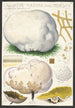 Calvatia maxima Schff Morgan Globaria bovista L - Hans Baldung — widok dzieła
