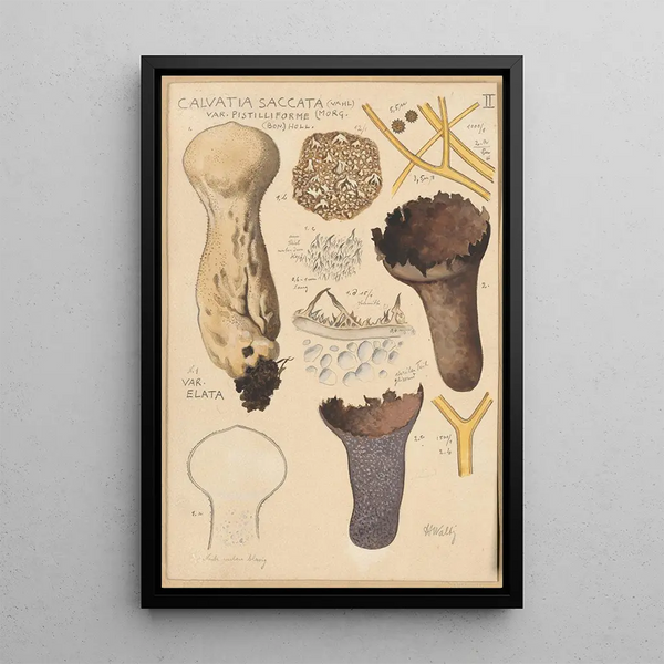 Calvatia saccata - Hans Baldung — oprawiony obraz na ścianie