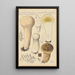 Calvatia saccata var Pistilliformis - Hans Baldung — oprawiony obraz na ścianie