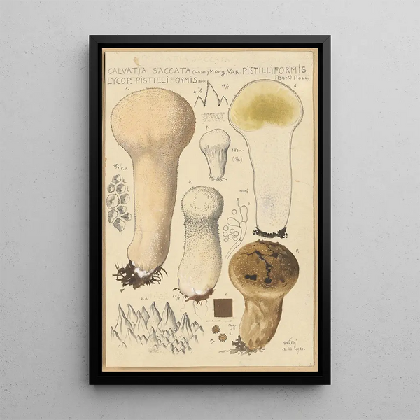 Calvatia saccata var Pistilliformis - Hans Baldung — oprawiony obraz na ścianie