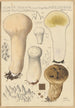 Calvatia saccata var Pistilliformis - Hans Baldung — widok dzieła