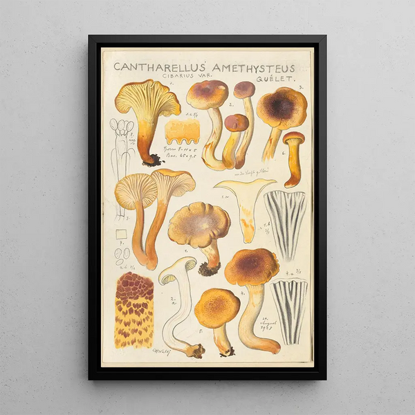 Cantharellus amethysteus - Hans Baldung — oprawiony obraz na ścianie