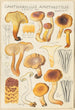Cantharellus amethysteus - Hans Baldung — widok dzieła