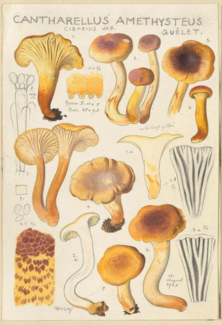 Hans Walty - Cantharellus amethysteus.webp