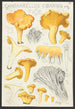 Cantharellus cibarius Fr - Hans Baldung — widok dzieła