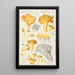 Cantharellus cibarius Fr - Hans Baldung — oprawiony obraz na ścianie