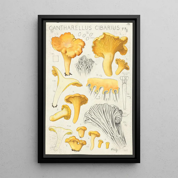 Cantharellus cibarius Fr - Hans Baldung — oprawiony obraz na ścianie