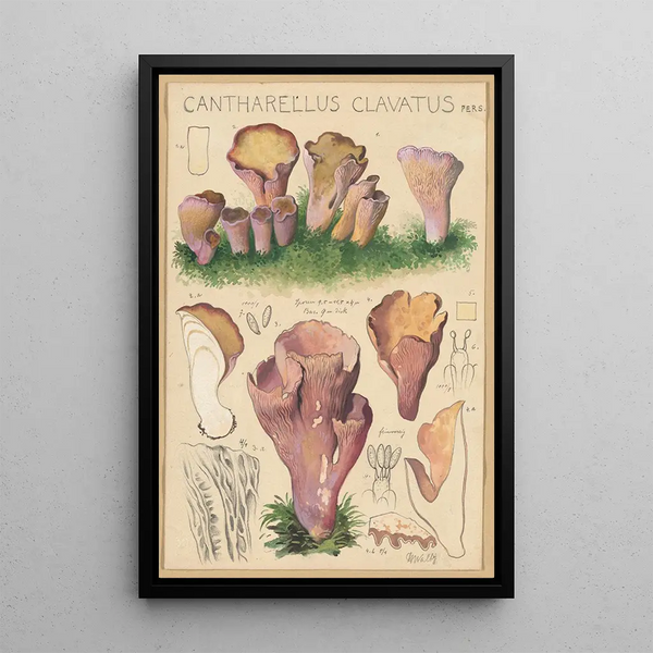 Cantharellus clavatus Pers - Hans Baldung — oprawiony obraz na ścianie