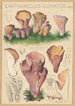 Cantharellus clavatus Pers - Hans Baldung — widok dzieła
