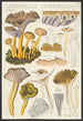 Cantharellus infundibuliformis Scop - Hans Baldung — widok dzieła