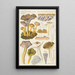 Cantharellus infundibuliformis Scop - Hans Baldung — oprawiony obraz na ścianie