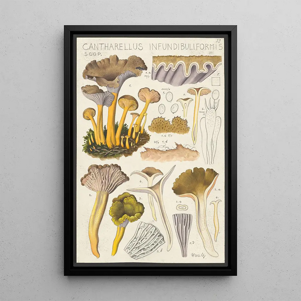 Cantharellus infundibuliformis Scop - Hans Baldung — oprawiony obraz na ścianie