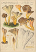 Cantharellus lutescens - Hans Baldung — widok dzieła