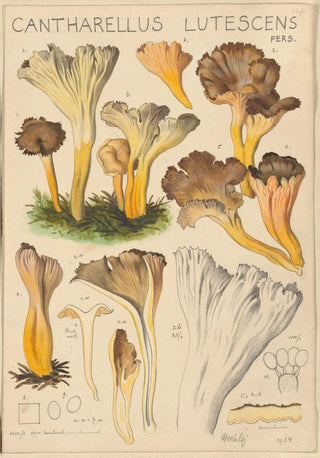 Hans Walty - Cantharellus lutescens.webp