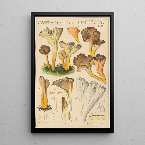 Cantharellus lutescens - Hans Baldung — oprawiony obraz na ścianie