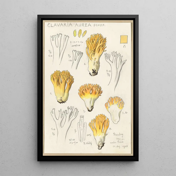 Clavaria aurea Schff - Hans Baldung — oprawiony obraz na ścianie