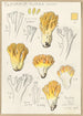 Clavaria aurea Schff - Hans Baldung — widok dzieła