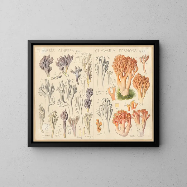 Clavaria cendrée Clavaria belle - Hans Baldung — oprawiony obraz na ścianie