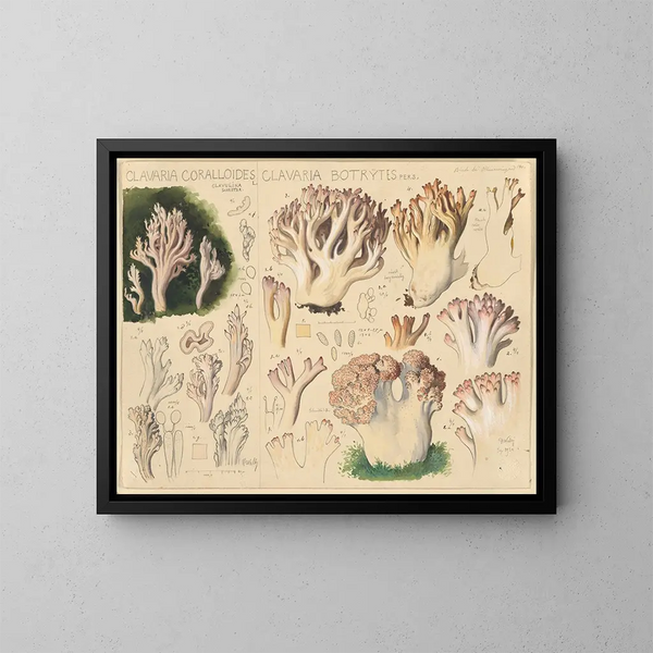 Clavaria coralloides i Clavaria botrytes - Hans Baldung — oprawiony obraz na ścianie