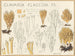 Clavaria flaccida - Hans Baldung — widok dzieła