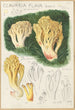 Clavaria flava - Hans Baldung — widok dzieła
