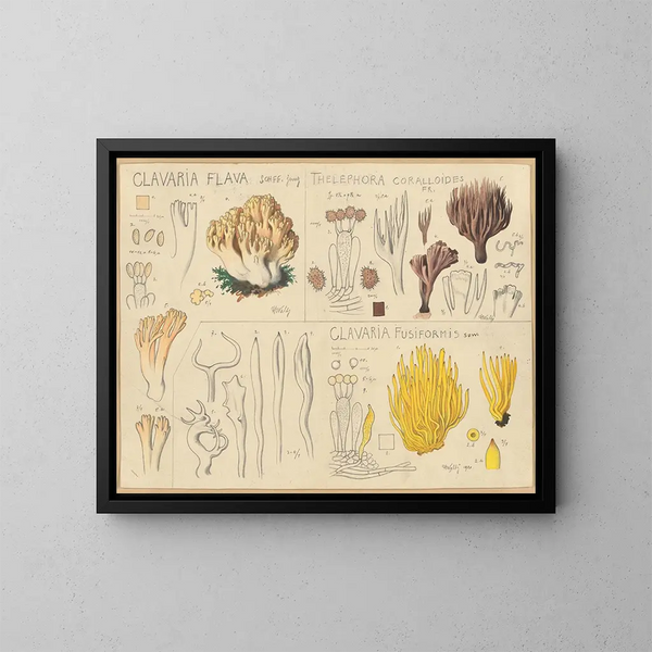Clavaria żółta, Thélephore koralowaty, Clavaria fusiforme - Hans Baldung — oprawiony obraz na ścianie