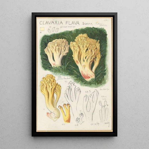 Clavaria flava - Hans Baldung — oprawiony obraz na ścianie