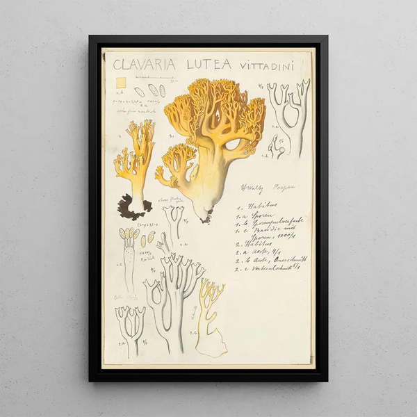 Clavaria lutea - Hans Baldung — oprawiony obraz na ścianie
