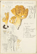Clavaria lutea - Hans Baldung — widok dzieła
