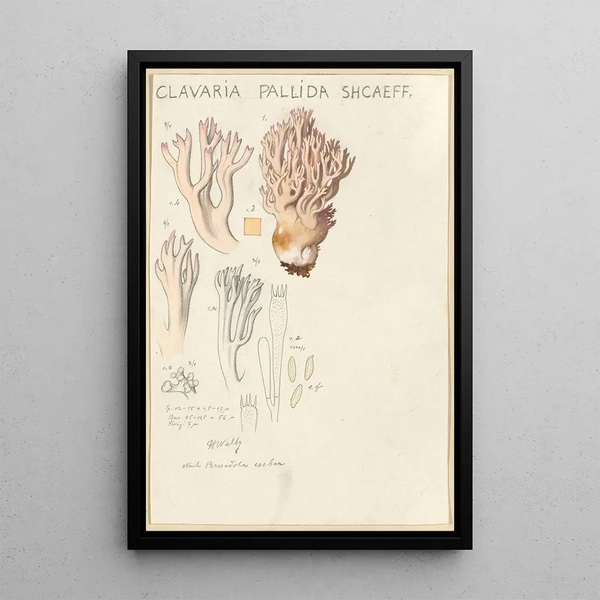 Clavaria pallida Shcaeff - Hans Baldung — oprawiony obraz na ścianie