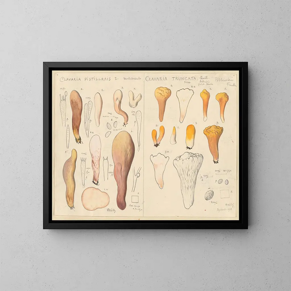 Clavaria pistillaris i Clavaria truncata - Hans Baldung — oprawiony obraz na ścianie