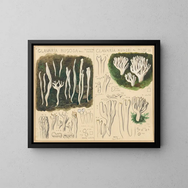 Clavaria rugosa i Clavaria kunzei - Hans Baldung — oprawiony obraz na ścianie