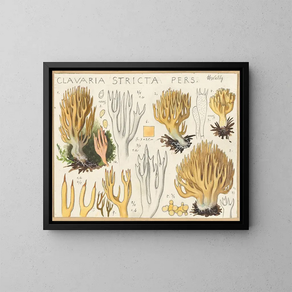 Clavaria stricte - Hans Baldung — oprawiony obraz na ścianie
