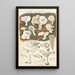 Clitocybe dealbata - Hans Baldung — oprawiony obraz na ścianie