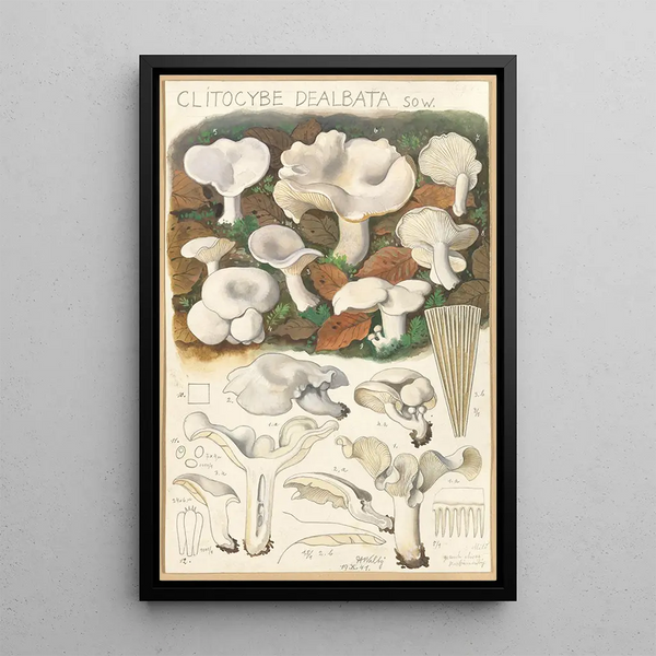 Clitocybe dealbata - Hans Baldung — oprawiony obraz na ścianie