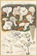 Clitocybe dealbata - Hans Baldung — widok dzieła