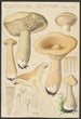 Clitocybe geotropa Bulliard - Hans Baldung — widok dzieła