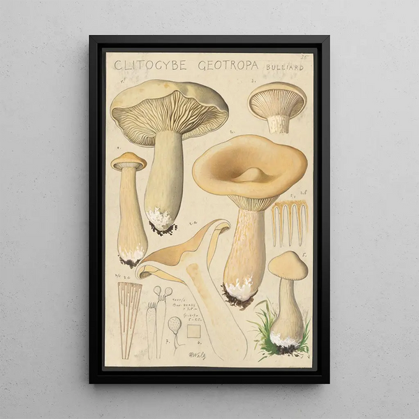 Clitocybe geotropa Bulliard - Hans Baldung — oprawiony obraz na ścianie