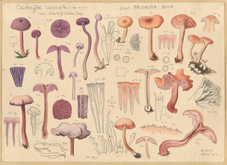 Clitocybe laccaire - Hans Baldung — widok dzieła