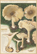 Clitocybe nébuleux - Hans Baldung — widok dzieła
