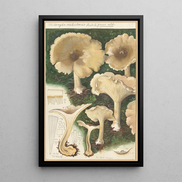 Clitocybe nébuleux - Hans Baldung — oprawiony obraz na ścianie