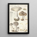 Clitocybe nébuleux Batsch 2 - Hans Baldung — oprawiony obraz na ścianie