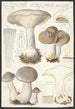 Clitocybe nébuleux Batsch 2 - Hans Baldung — widok dzieła