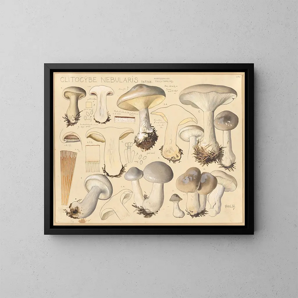 Clitocybe nébuleux - Hans Baldung — oprawiony obraz na ścianie