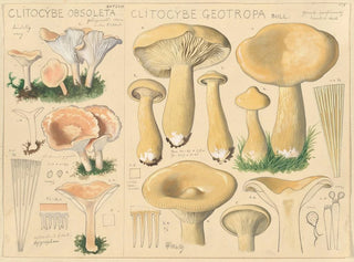 Clitocybe obsoleta i Clitocybe géotrope - Hans Baldung — widok dzieła