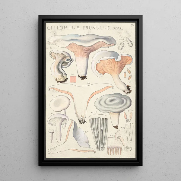 Clitopilus prunulus Scop - Hans Baldung — oprawiony obraz na ścianie