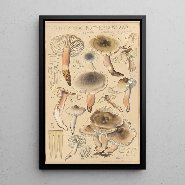 Collybie beurrée - Hans Baldung — oprawiony obraz na ścianie